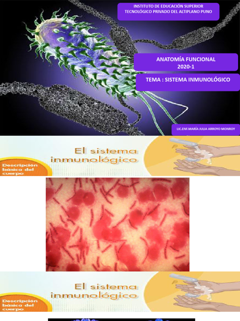 13 Sistema Inmune Pdf Sistema Inmune Linfocitos