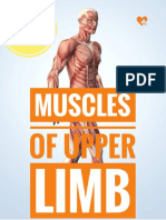 U.L Muscles