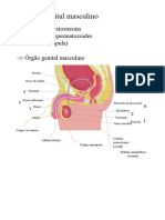 Sistema Genital Masculino