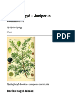 Boróka Bogyó - Juniperus Communis - Zöldszerész