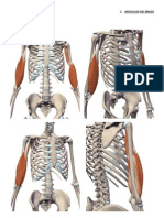 2.1. Músculos Del Brazo, compartimento Anterior