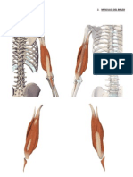 2.2. Músculos Del Brazo, compartimento Posterior