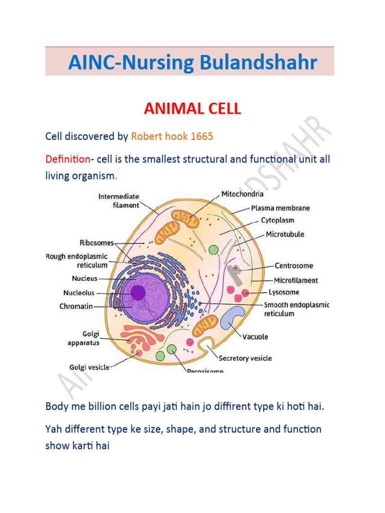 Animal visual data 2
