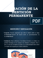 Formación de La Dentición Permanente