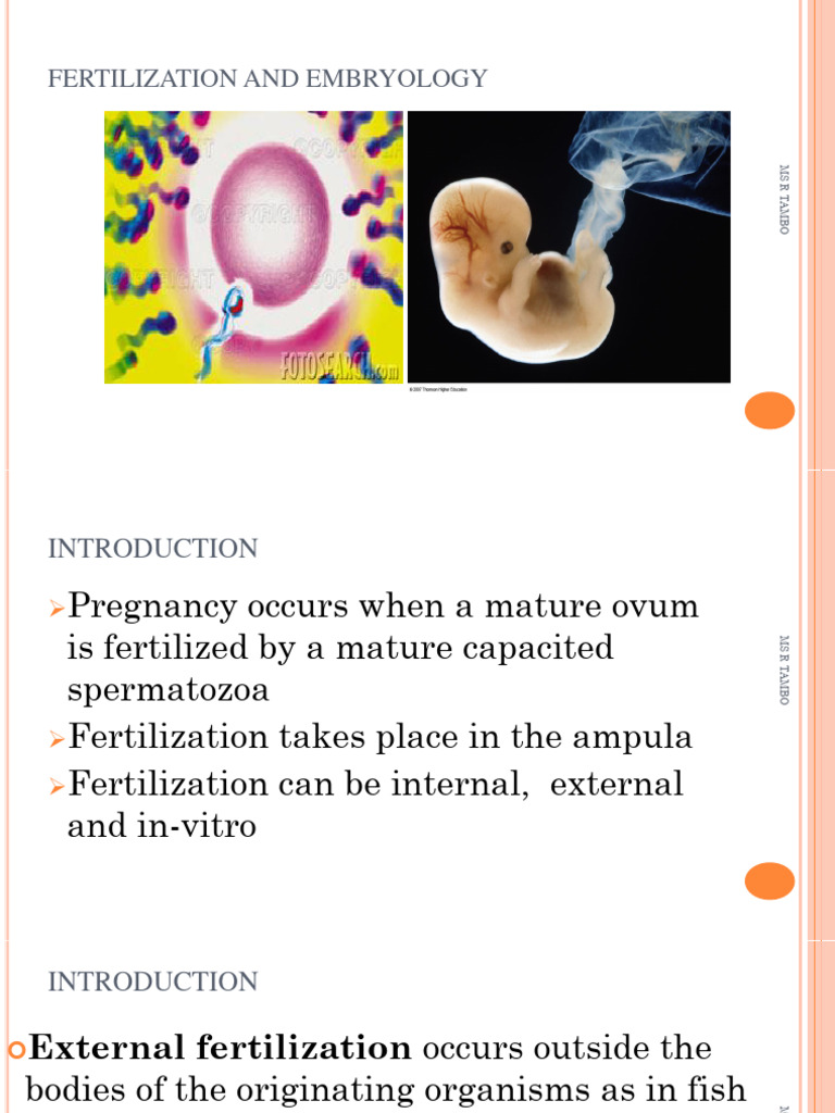 Understanding Fertilization and Embryology | PDF | Fertilisation | Embryo