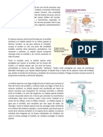 El Sistema Nervioso Está Compuesto Por Una Red de Neuronas Cuya Característica Principal Es Generar