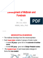Development of Midbrain and Forebrain