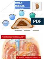 Glandula Suprarrenal