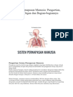 Sistem Pernapasan Manusia