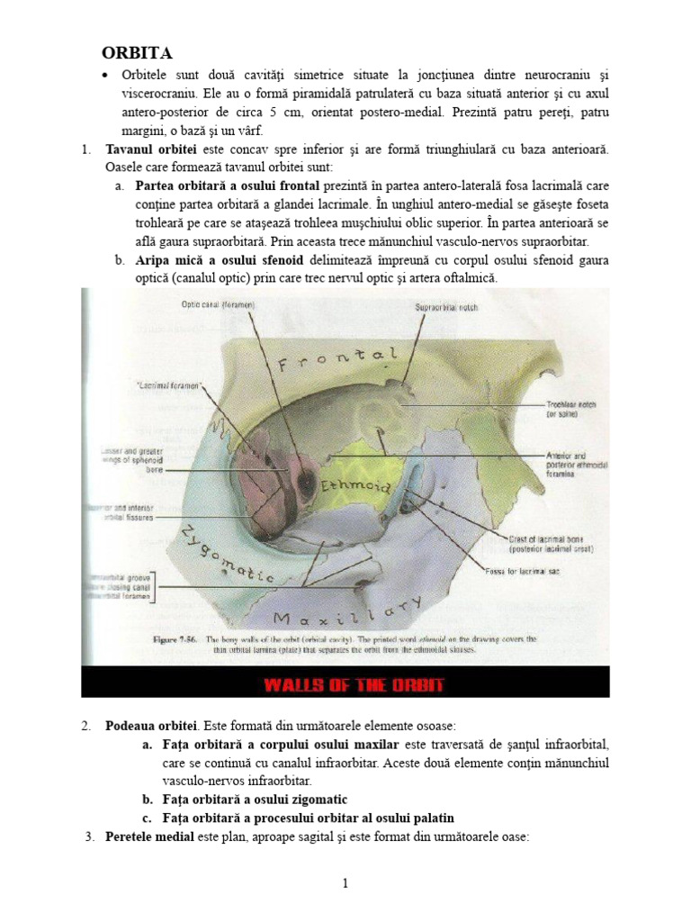 01.06 - Orbita | PDF
