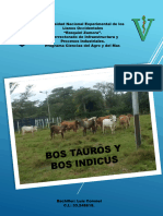 Bos Tauros y Bos Indicus