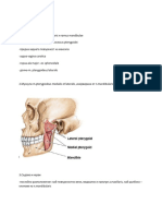 163 Infratemporalis