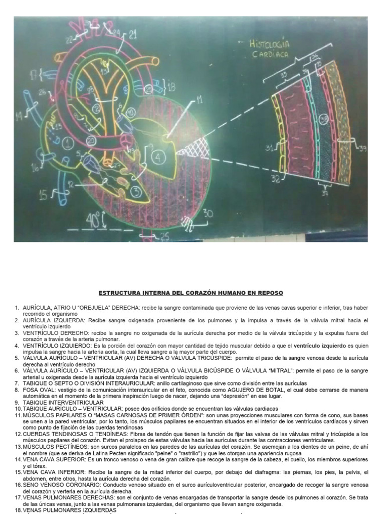 Estructura Interna Del Corazón Pdf Corazón Aorta