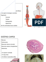 TEORIA-09 Esòfag