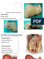 TEORIA-13 Fetge I Vies Biliars