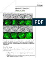 The Cell Cycle - Regulation, Apoptosis, Mitosis and Replication of DNA