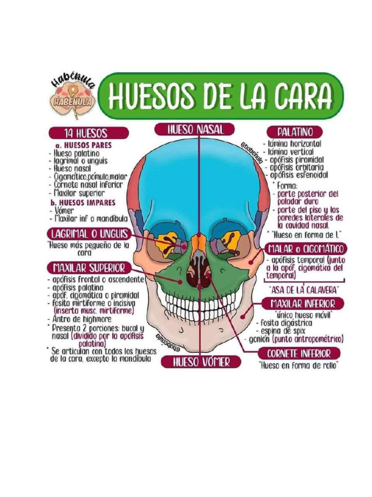 huesos-de-la-cara-pdf