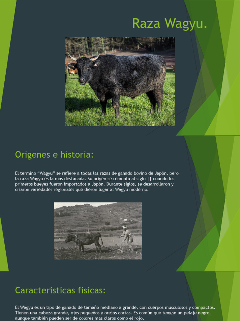 Historia y Crianza del Wagyu Japonés | PDF | Carne | Vacas