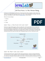 Understanding Cell Functions in The Human Body Summary PDF