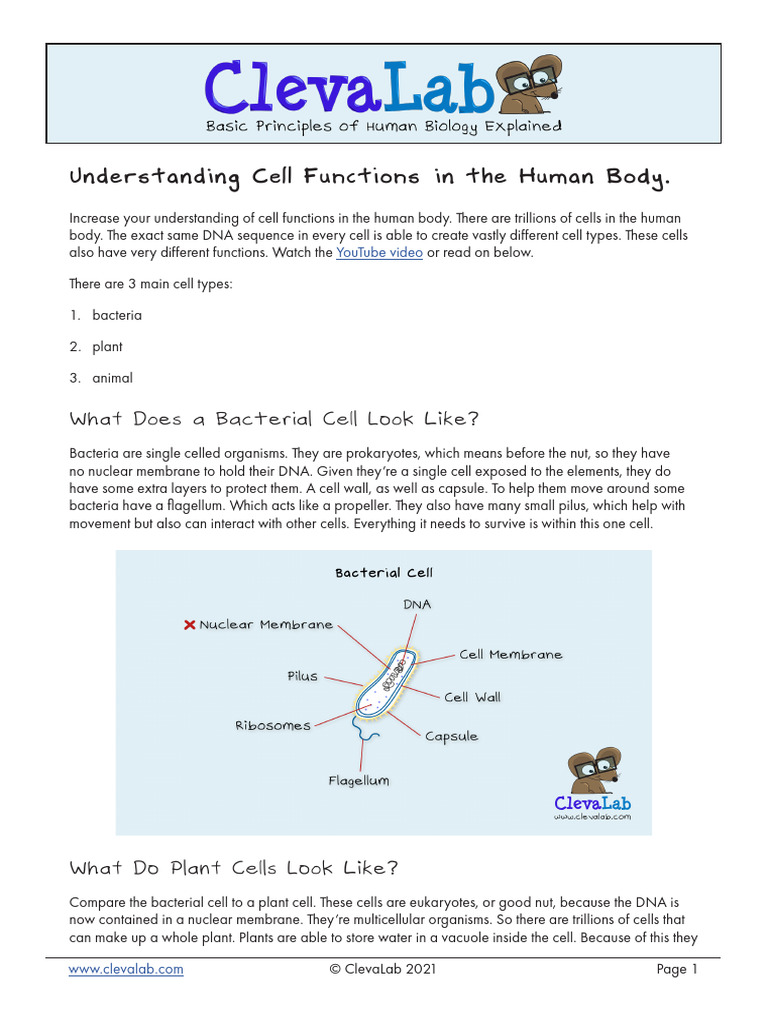 Understanding Cell Functions in The Human Body Summary PDF | PDF | Cell ...