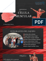 Celula Muscular