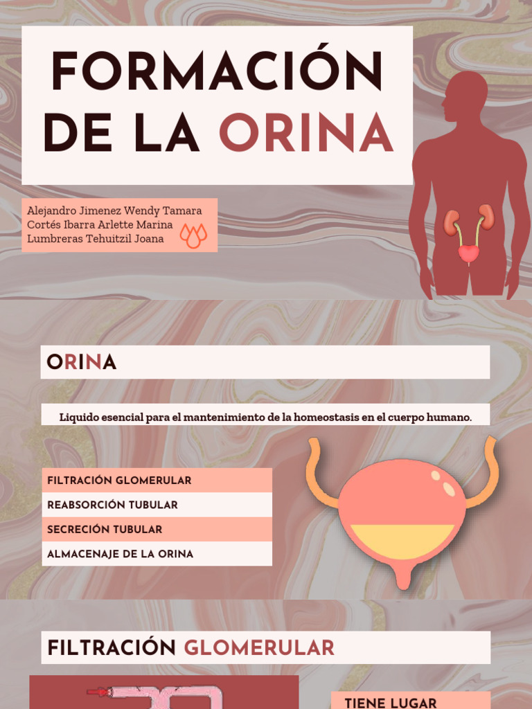 Formacion De La Orina Pdf