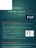 Picaduras de Arácnidos e Insectos