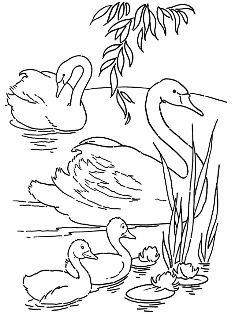 Free Printable Swans Coloring Page GraphicsFairy | PDF