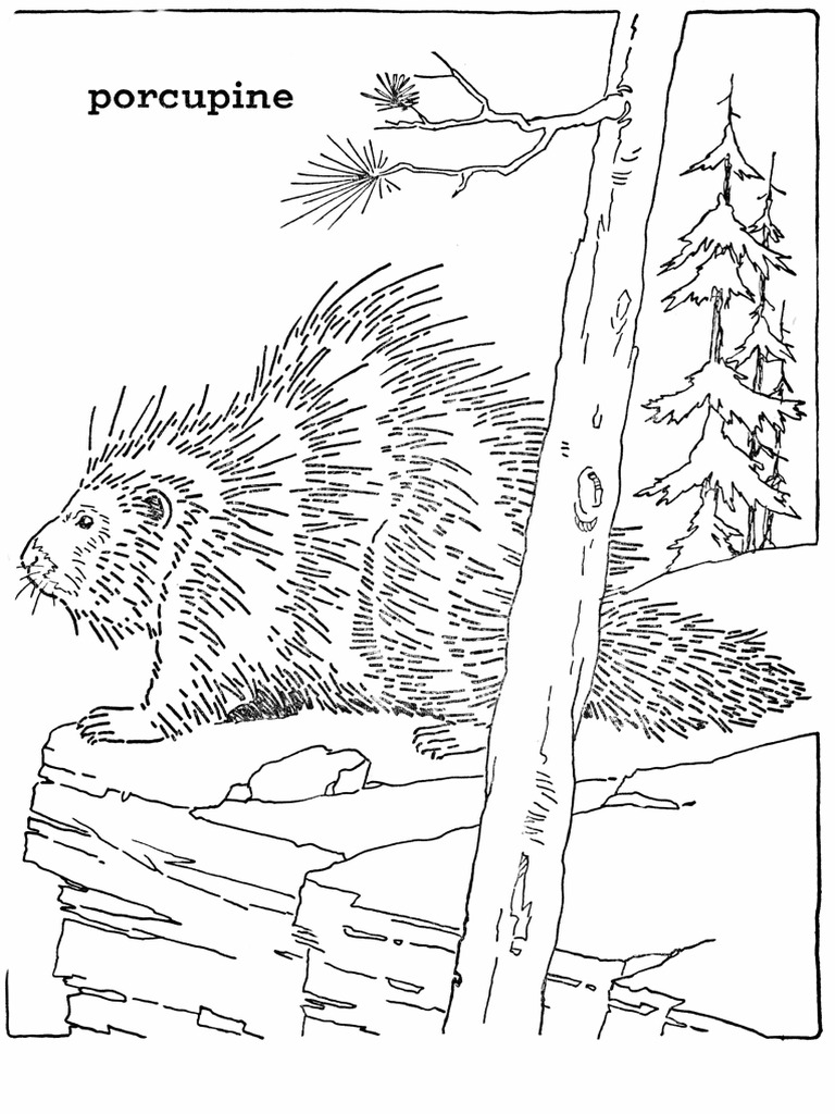 Porcupine Coloring Page GraphicsFairy | PDF