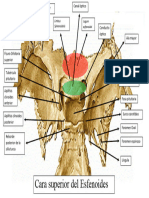 ESFENOIDES Cara Superior