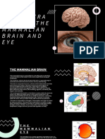 Demonstration of The Mammalian Brain and Eye
