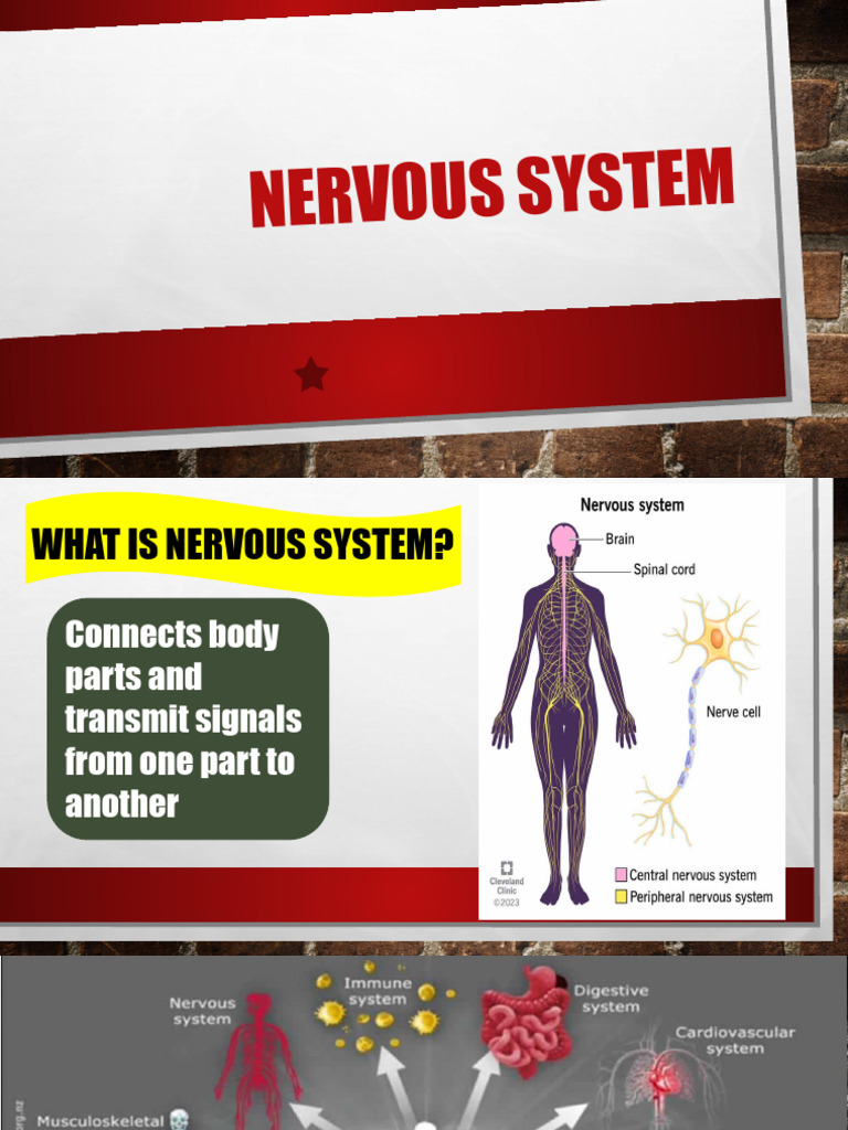 TYPES OF NERVOUS SYSTEM PDF visual data 6