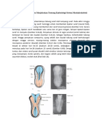 Embriologi Sistem Muskuloskeletal