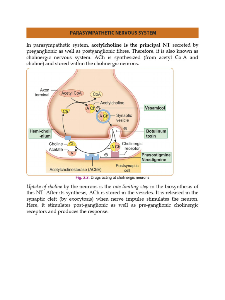 Parasympathetic Nervous System: Uptake of Choline | PDF | Acetylcholine ...