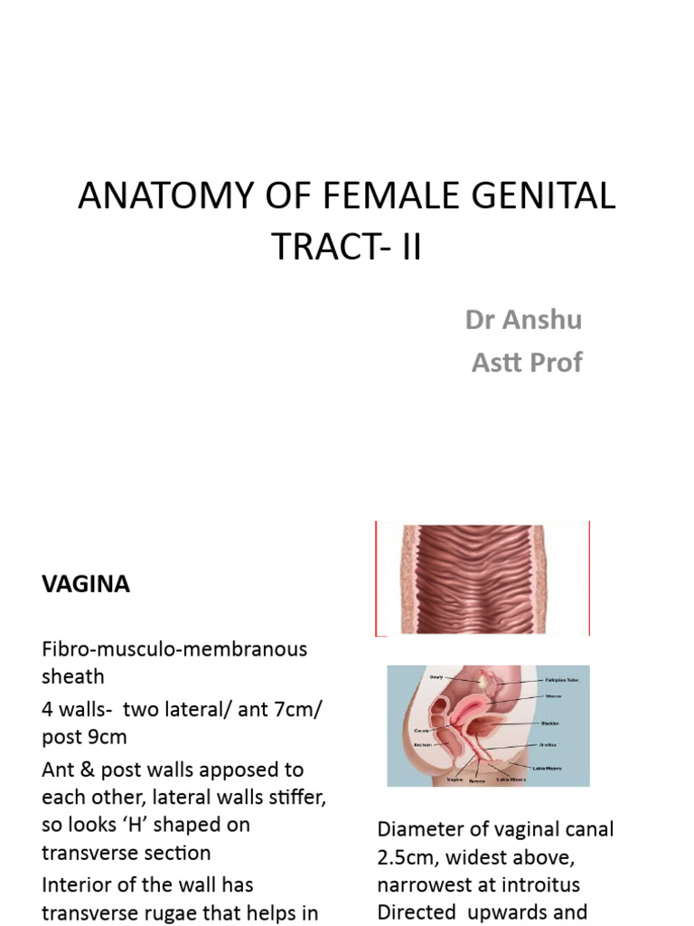 VAGINA ANATOMY FUNCTION AND WHAT S NORMAL visual data 7