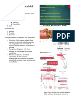 Respuesta Funcional Del Movimiento I