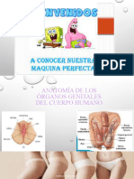 Anatomía de Los Órganos Genitales Del Cuerpo Humano