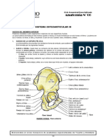 Práctica de Sistema OsteoArticular - Las Imagenes Estan en Capturas de Pantalla