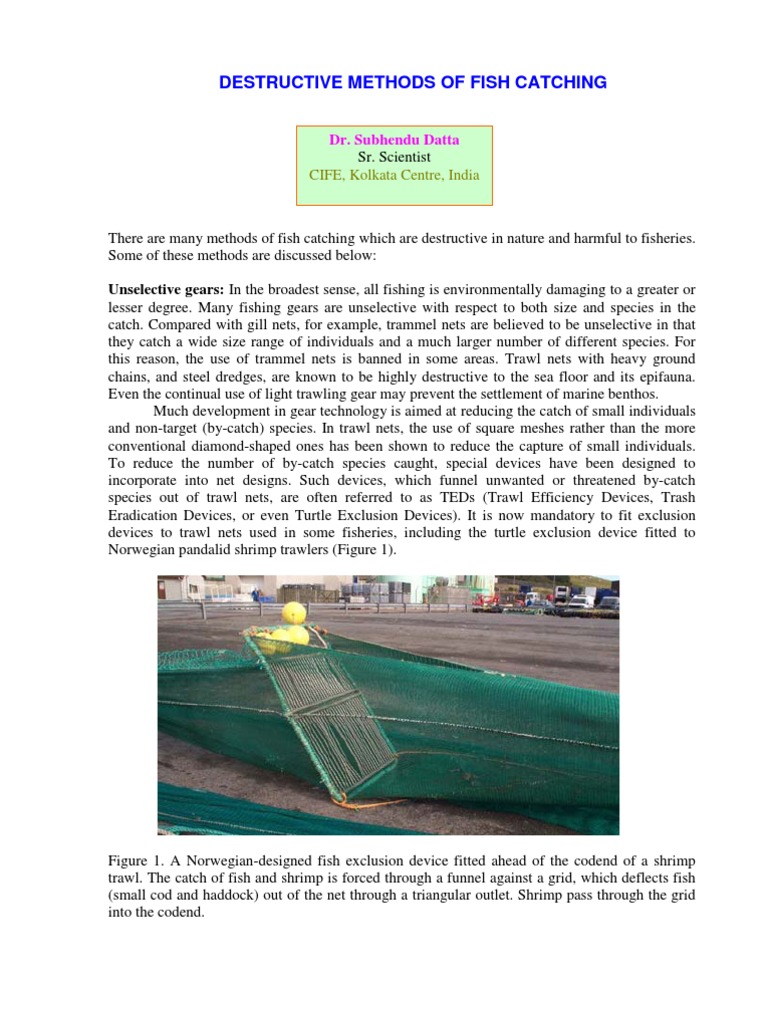 Destructive Fish Catching Methods | PDF | Trawling | Fish And Humans