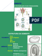 SEMENTE Aula