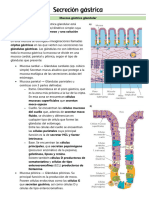 Secreción Gástrica