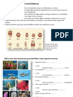 TAREA. Construcción de Claves Dicotómicas