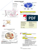 Síndromes Medulares