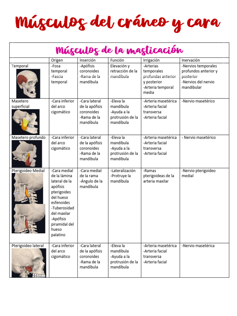 M sculos de la cara pdf nariz humana rasgos faciales