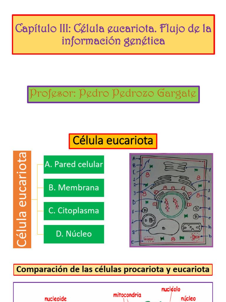 Estructura y Función de la Célula Eucariota | PDF | Biología Celular ...