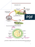 Hydatid Cyst