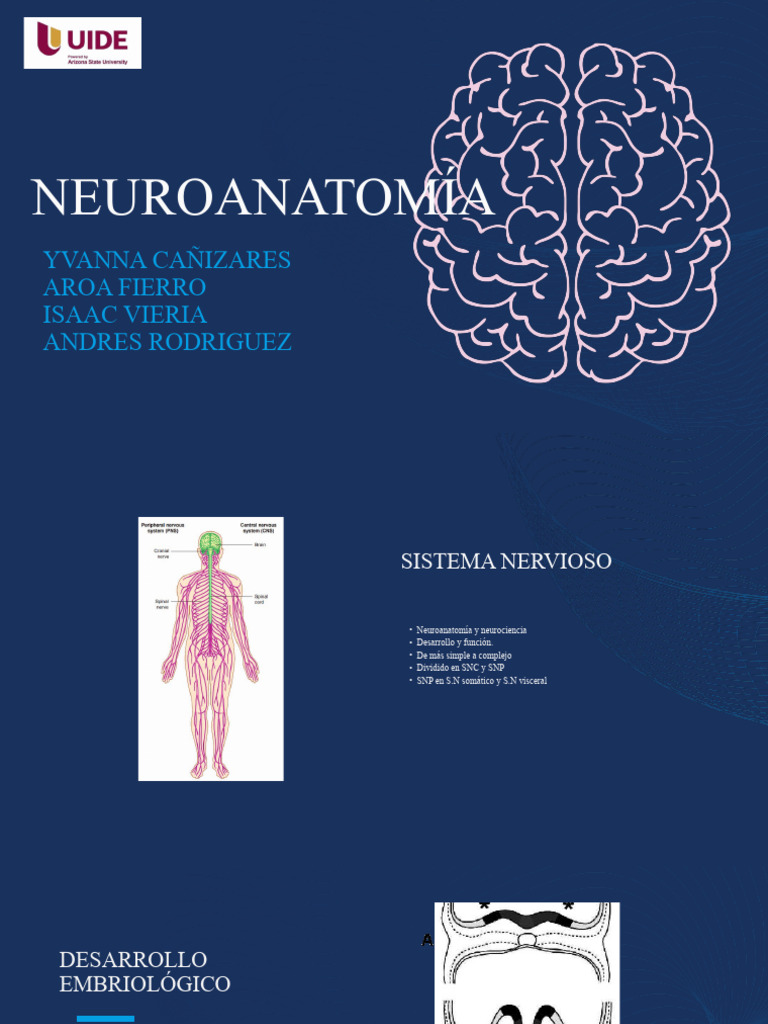 Neuroanatom A Pdf Neuroanatom A Sistema Nervioso