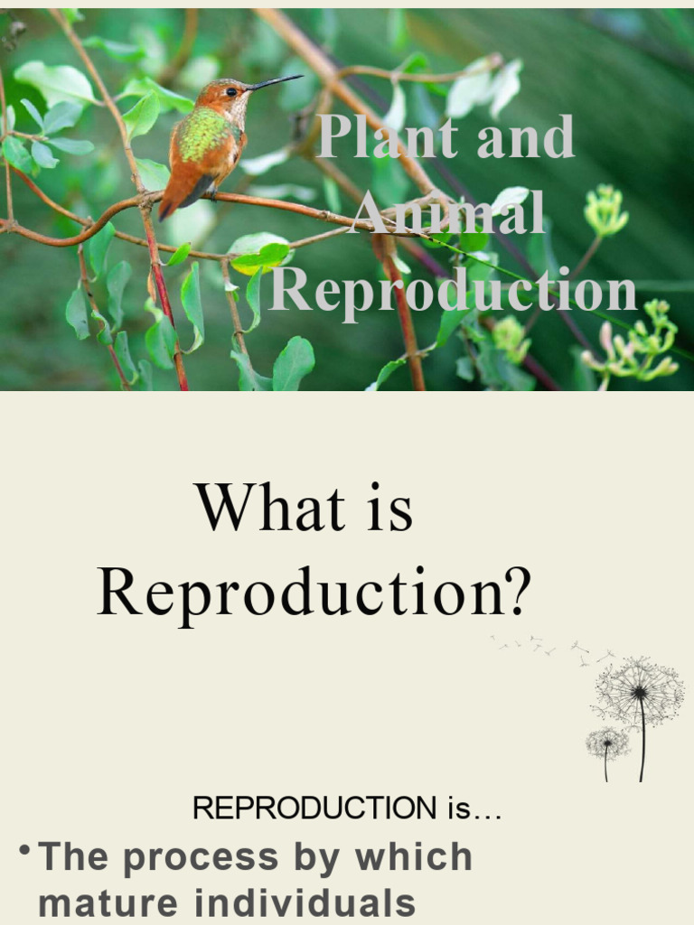 Animal and Plants Reproduction PDF Sexual Reproduction Flowers