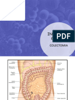 Intestino Grueso