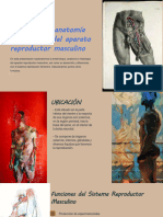 Embriologia Anatomia e Histologia Del Aparato Reproductor Masculino